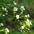 Rhodotypos scandens - Future Forests