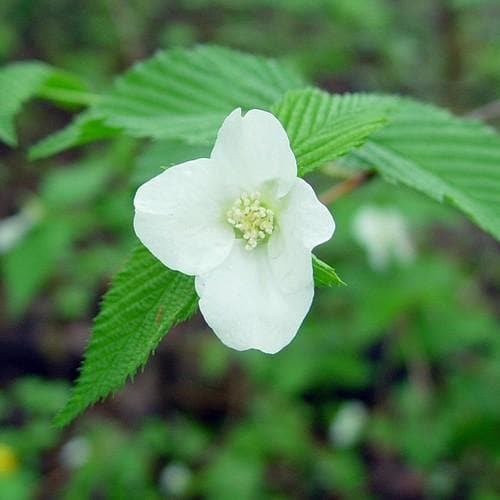 Rhodotypos scandens - Future Forests