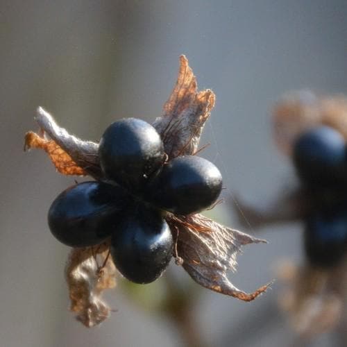 Rhodotypos scandens - Future Forests