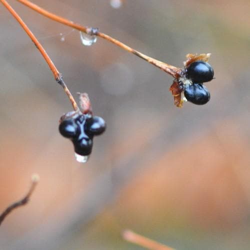 Rhodotypos scandens - Future Forests