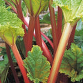 Rhubarb Timperley Early Bareroot