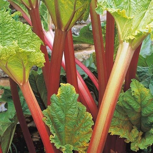 Rhubarb Timperley Early Bareroot