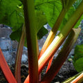 Rhubarb Victoria Bareroot / 1yr