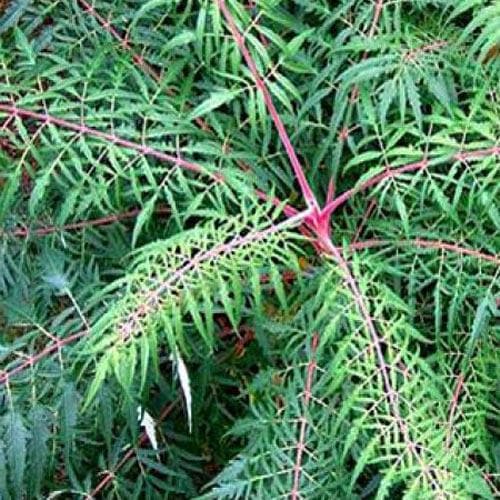 Rhus glabra Laciniata