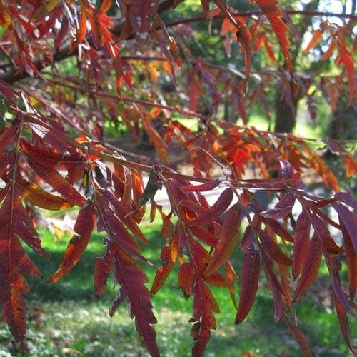 Rhus glabra Laciniata