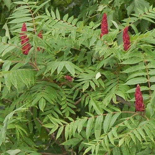 Rhus glabra Laciniata