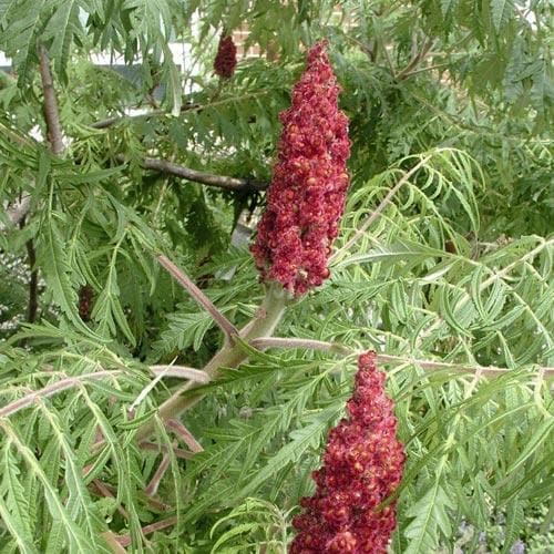 Rhus glabra Laciniata