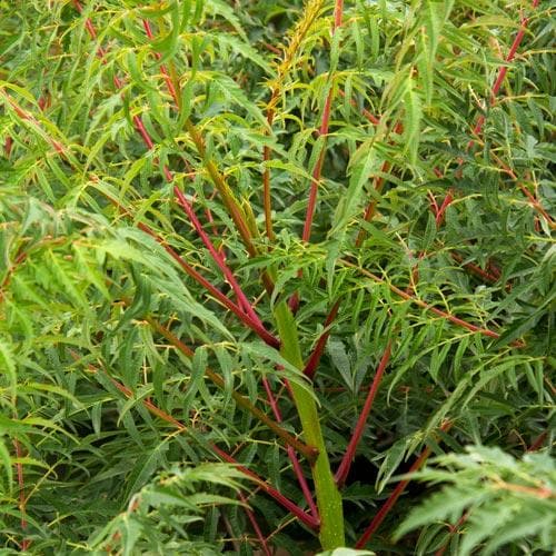 Rhus glabra Laciniata