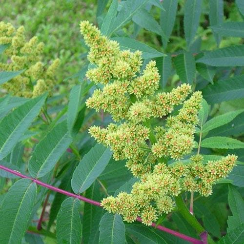 Rhus glabra Laciniata