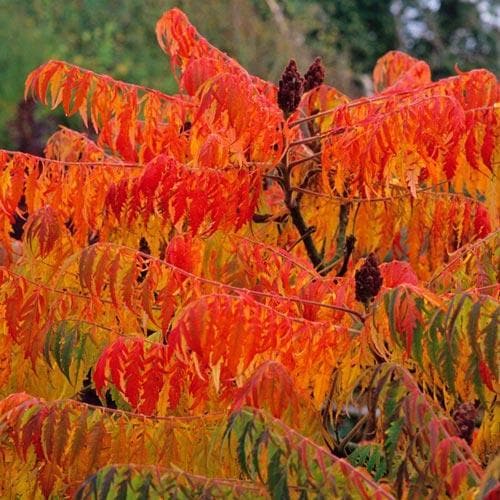 Rhus glabra Laciniata