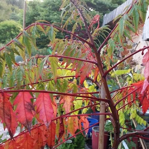 Rhus typhina - Future Forests