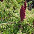 Rhus typhina Dissecta (Laciniata)