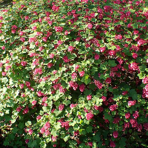 Ribes sanguineum Pulborough Scarlet