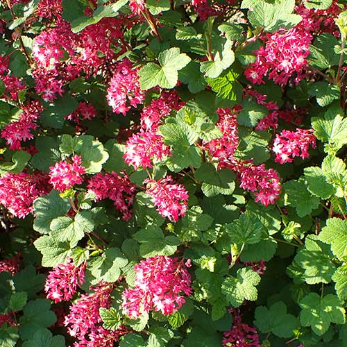 Ribes sanguineum Pulborough Scarlet