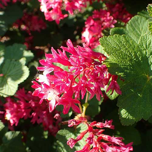 Ribes sanguineum Pulborough Scarlet