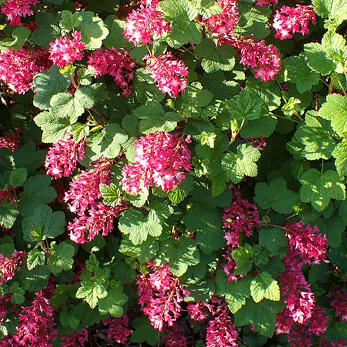 Ribes sanguineum Pulborough Scarlet