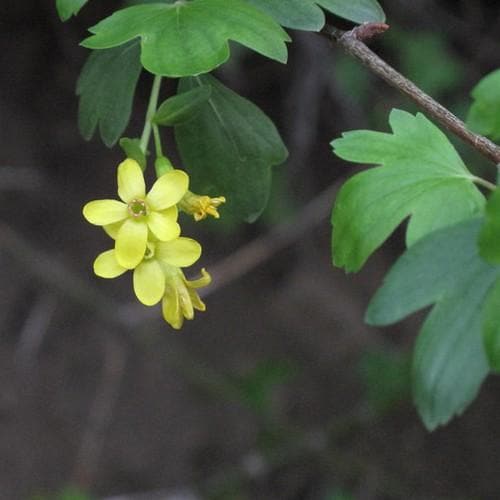 Ribes odoratum