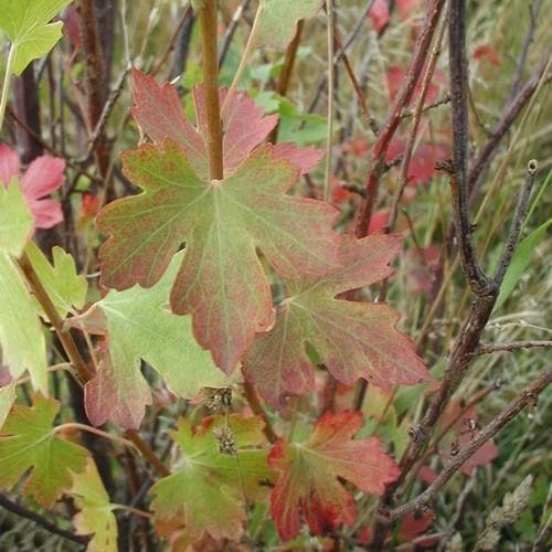 Ribes odoratum