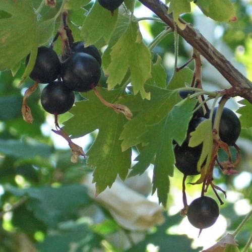 Ribes odoratum