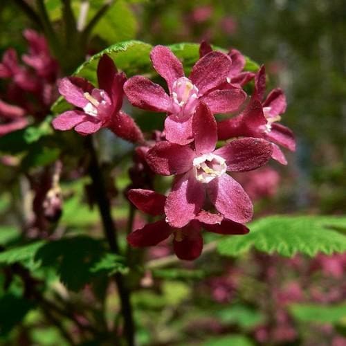 Ribes sanguineum Bareroot | 1-2ft