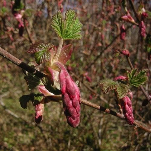 Ribes sanguineum - Future Forests