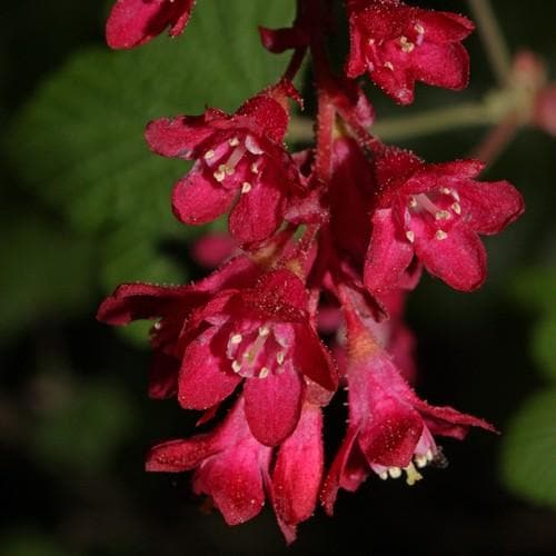 Ribes sanguineum - Future Forests