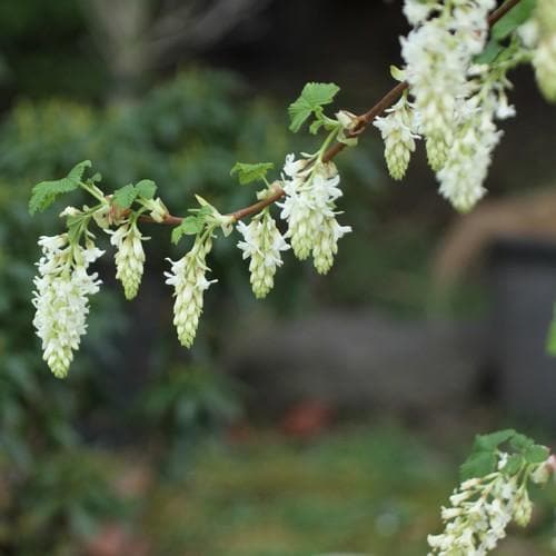 Ribes sanguineum Alba - Future Forests