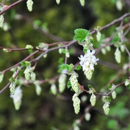 Ribes sanguineum Alba - Future Forests