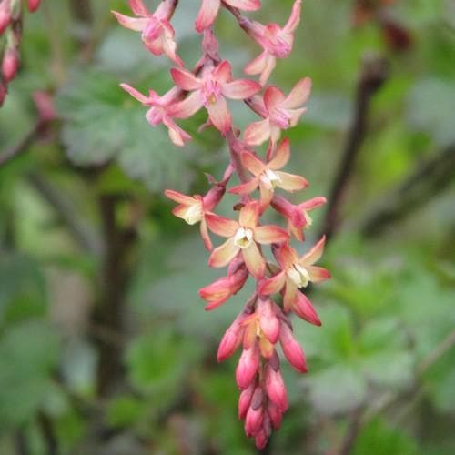 Ribes x Gordonianum - Future Forests