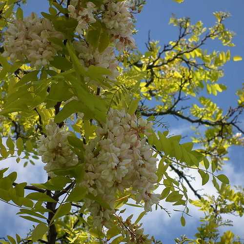 Robinia pseudoacacia - Black Locust - Future Forests