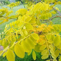 Robinia pseudoacacia Frisia - Golden Robinia - Future Forests