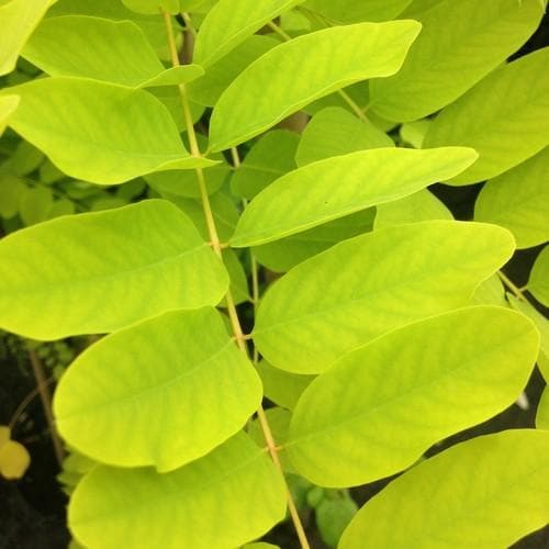 Robinia pseudoacacia Frisia - Golden Robinia - Future Forests