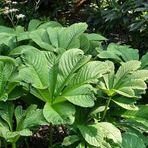 Rodgersia Henrici Hybrid - Future Forests