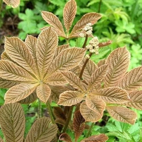 Rodgersia Henrici Hybrid - Future Forests