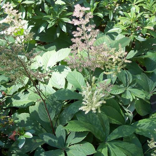 Rodgersia aesculifolia AGM - Future Forests