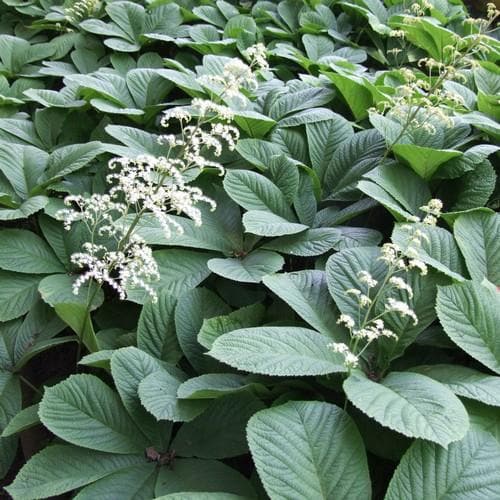 Rodgersia aesculifolia AGM - Future Forests