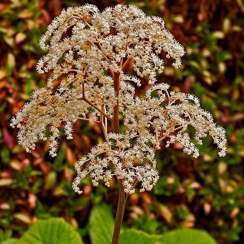 Rodgersia aesculifolia AGM - Future Forests