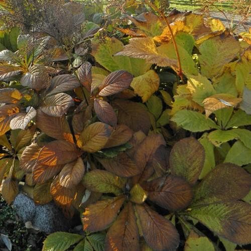 Rodgersia aesculifolia AGM - Future Forests