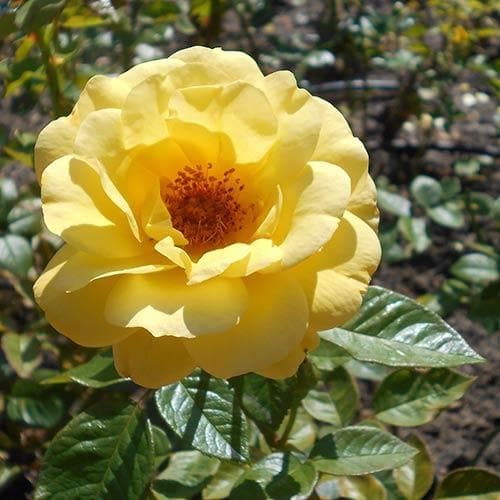 Rosa Arthur Bell - Floribunda Shrub Rose