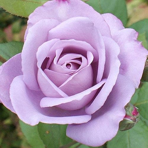 Blue Moon Rose