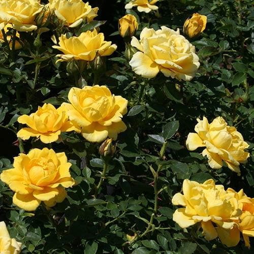 Rosa Easy Going - Floribunda Shrub Rose