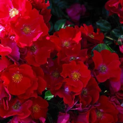 Rosa Flower Carpet Red