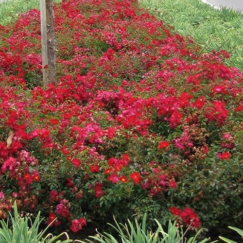 Rosa Flower Carpet Red