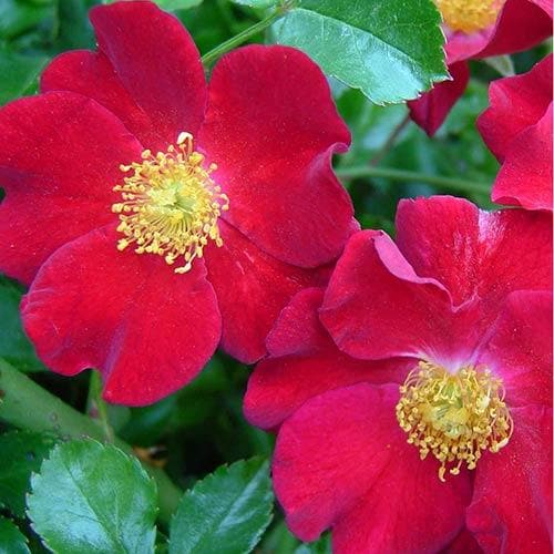 Rosa Flower Carpet Red