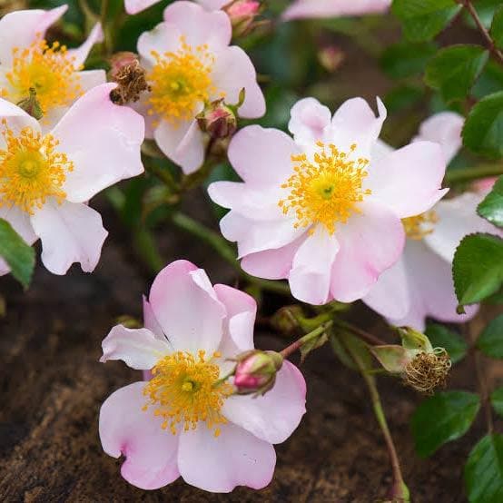 Rosa Grouse - Groundcover Rose