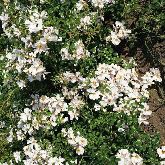 Rosa Grouse - Groundcover Rose