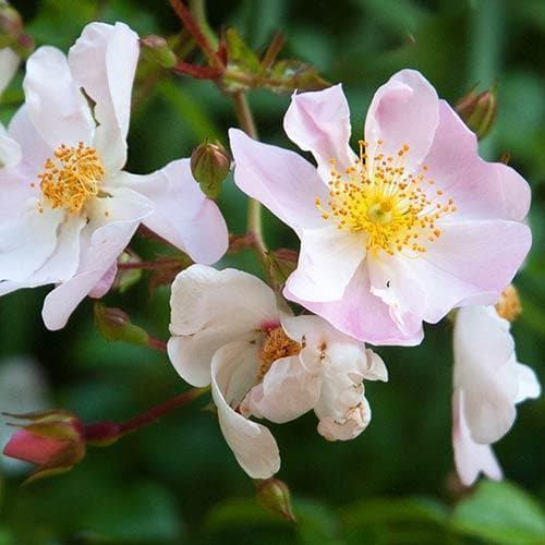 Rosa Grouse - Groundcover Rose