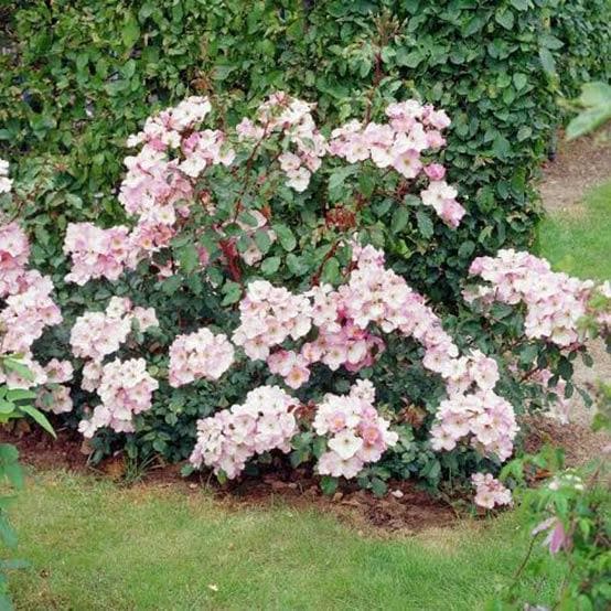 Rosa Rosy Cushion - Modern Shrub Rose