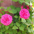 Rosa Zéphirine Drouhin - Climbing Rose