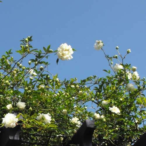 Rosa banksiae Alba Plena - Rambling Rose